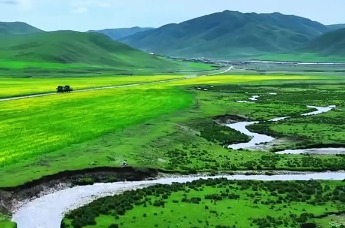 甘南州夏河县草原水草肆意疯长 绿意盈盈