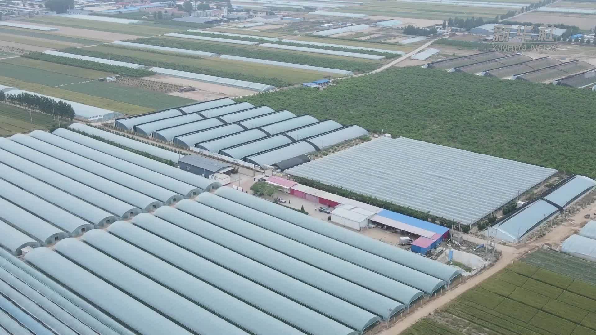 河北饶阳农民评职称沃土显身手