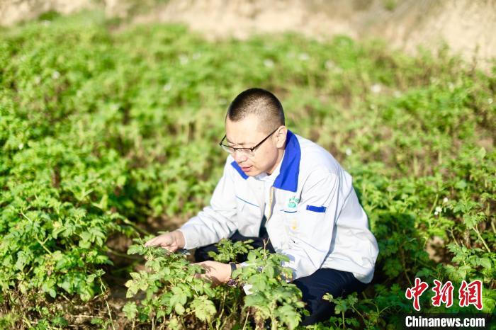 2019年8月31日，李幸泽在甘肃定西市安定区称钩驿镇考察马铃薯种植。(资料图)陈彩琴　摄