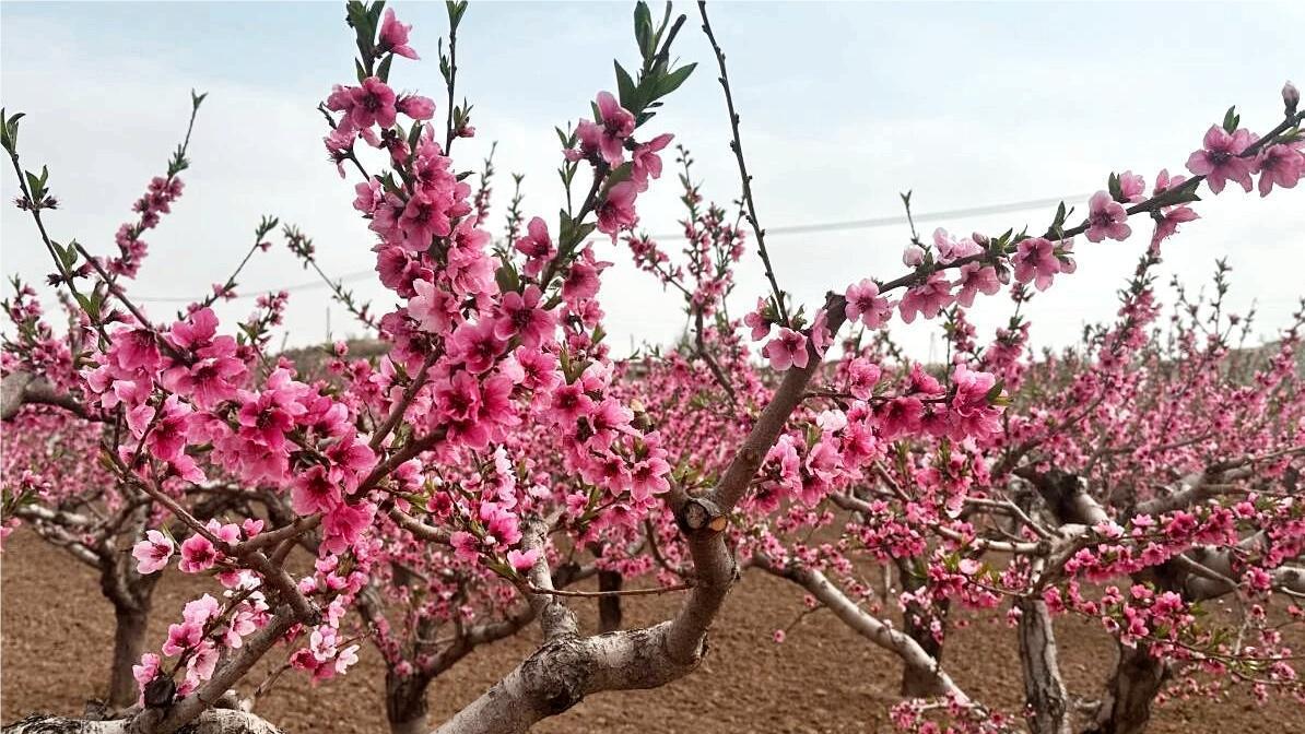 靖远县刘川镇千亩桃园盛开