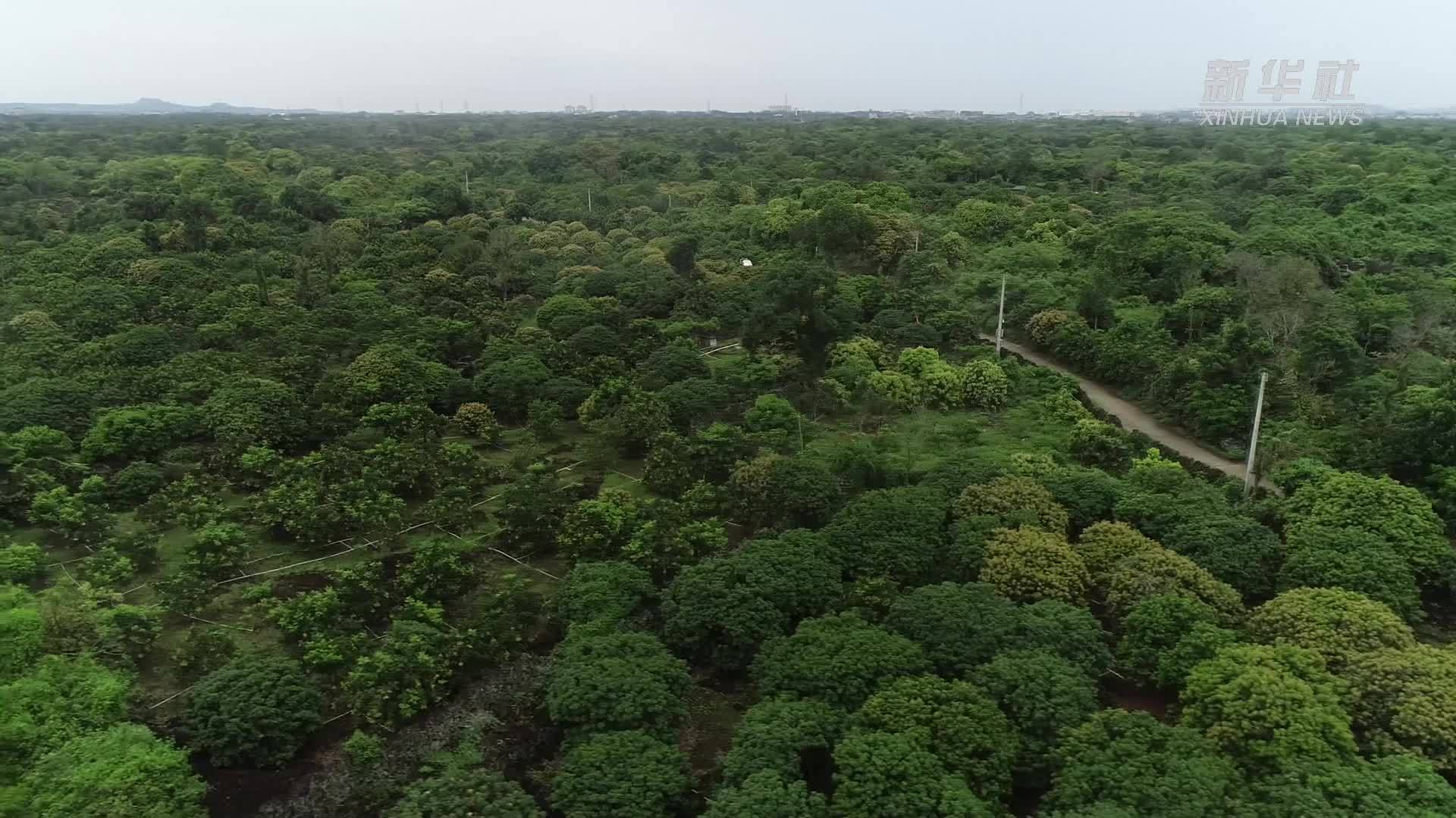 海南：基层干部精准施策  助力荔枝卖出好价钱