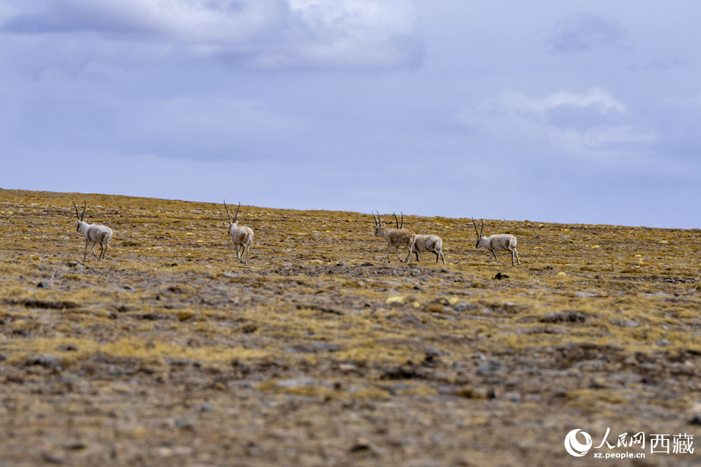 藏北羌塘:万类霜天竞自由【5】