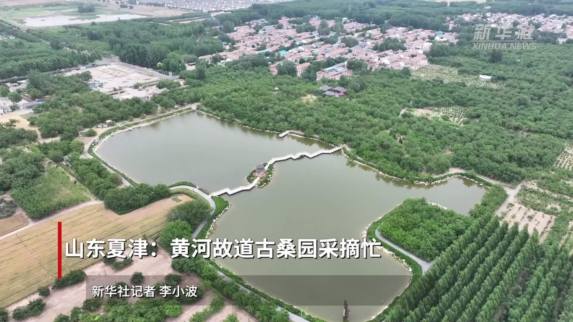 山东夏津:黄河故道古桑园采摘忙