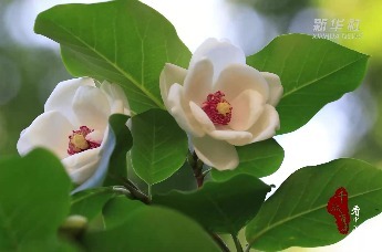 河北宽城：天女花开散芬芳