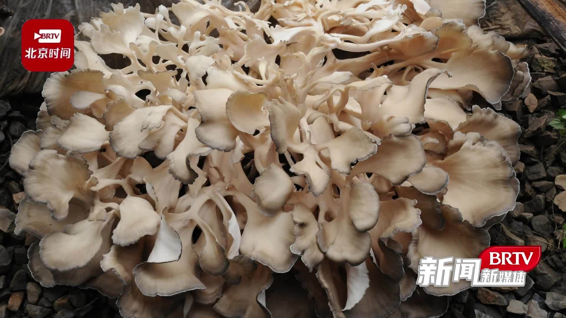 昌平区延寿镇的头茬栗蘑，迎来了丰收季_凤凰网视频_凤凰网
