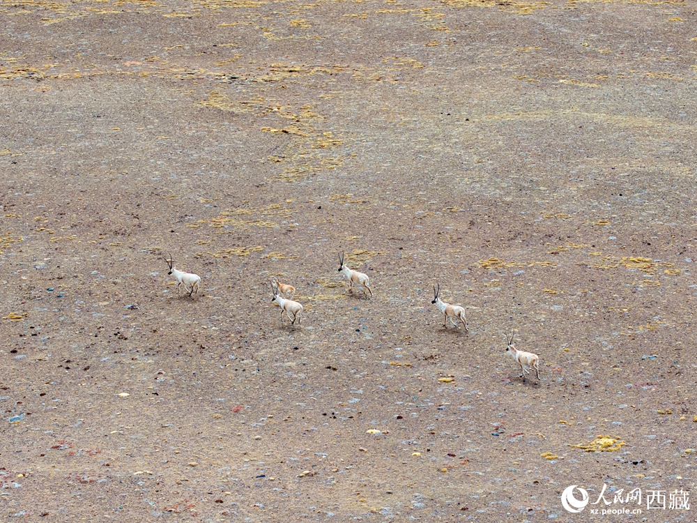 藏北羌塘:万类霜天竞自由