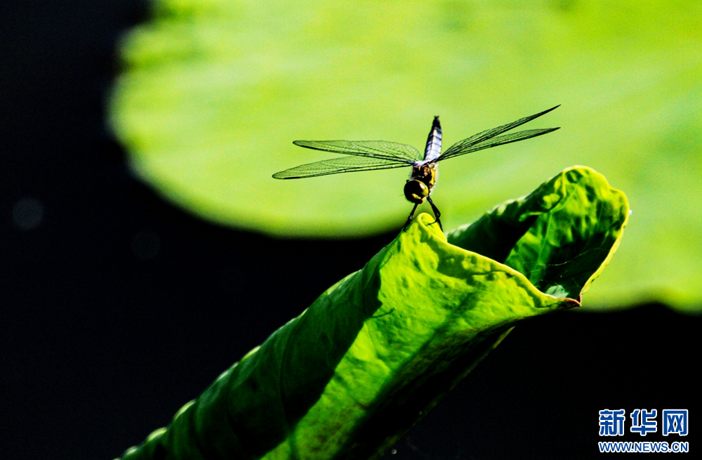小荷才露尖尖角　早有蜻蜓立上头