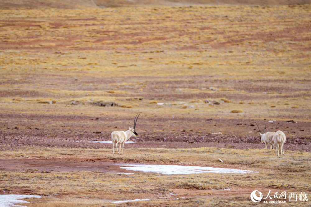 藏北羌塘:万类霜天竞自由【6】