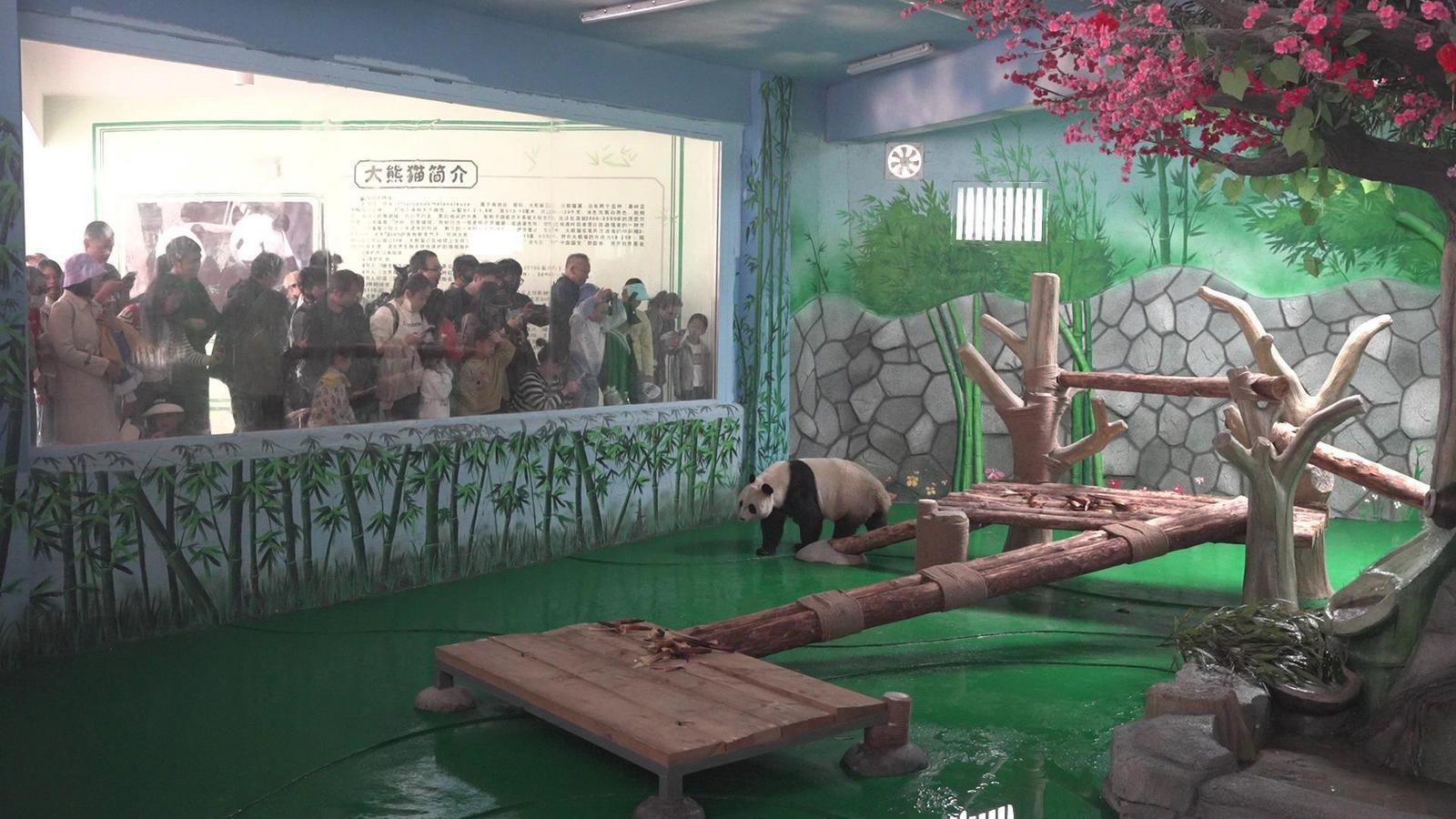 游客参观兰州野生动物园大熊猫