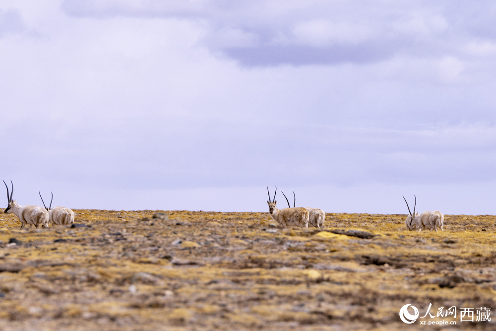 藏北羌塘:万类霜天竞自由【4】