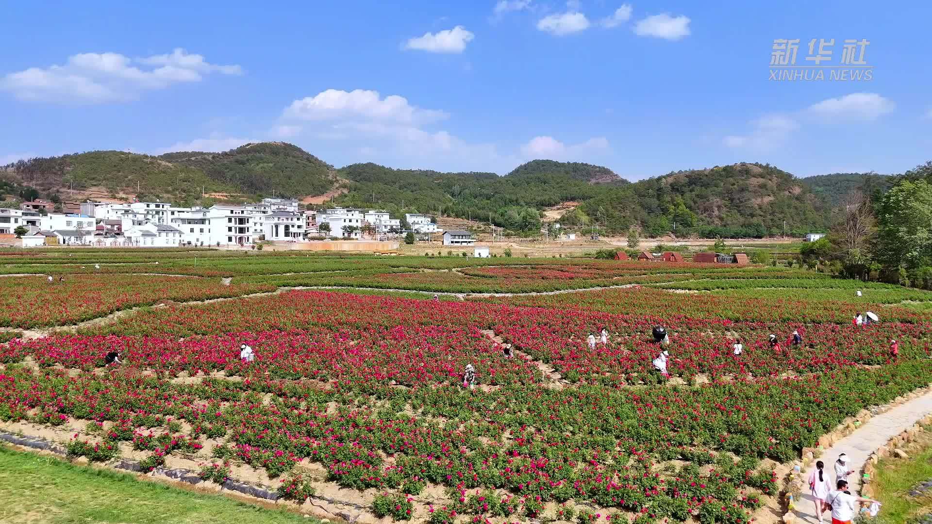 四季旅行·光影云南｜云南麒麟：相约升官屯 共享“玫”好夏天