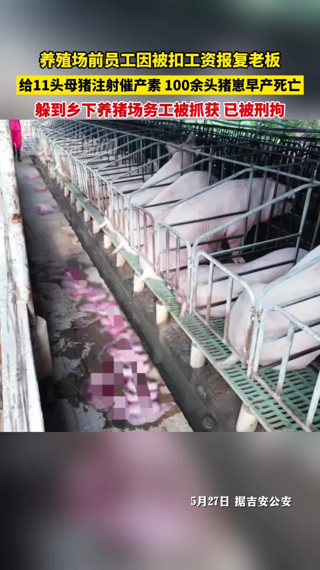 养殖场前员工因被扣工资报复老板，给11头母猪注射催产素，100余头猪崽早产死亡