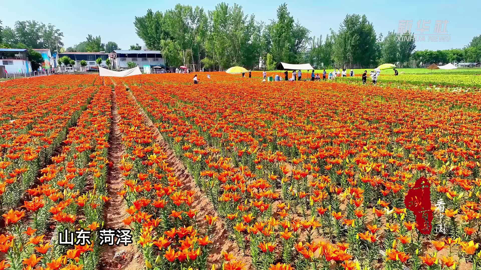 千城百县看中国｜山东菏泽：夏日百合开 美景醉游人