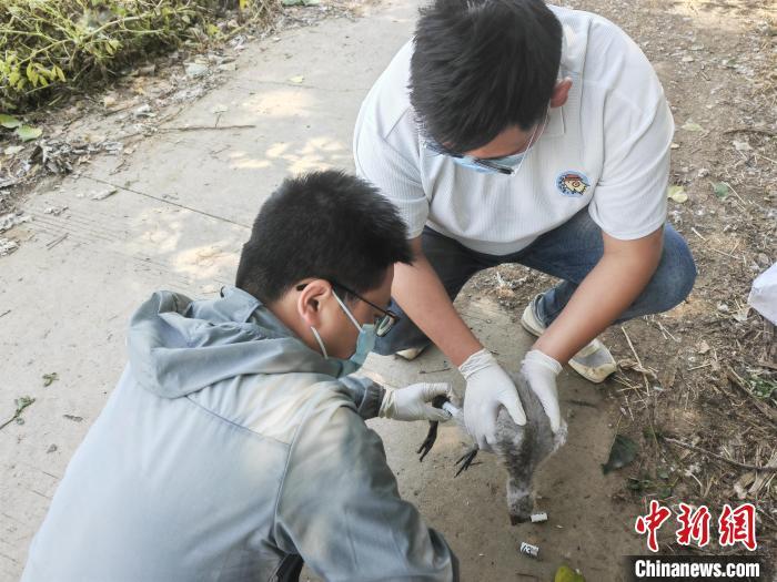 陕西汉中朱鹮保护区开展朱鹮幼鸟环志工作。陕西汉中朱鹮国家级自然保护区供图