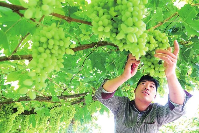 敦煌阳关镇农民采摘葡萄