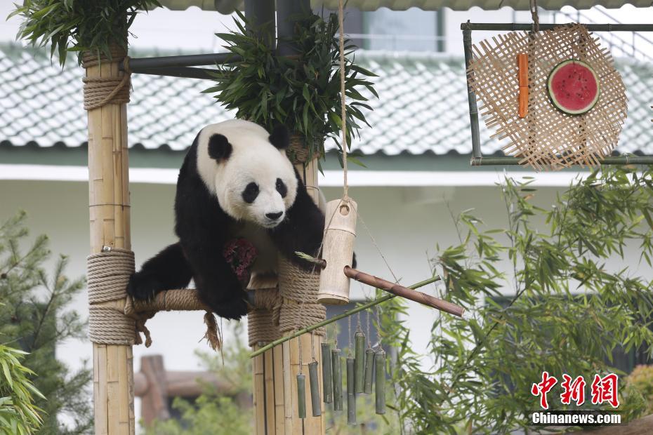大熊猫“雅吉”享用“生日礼物”