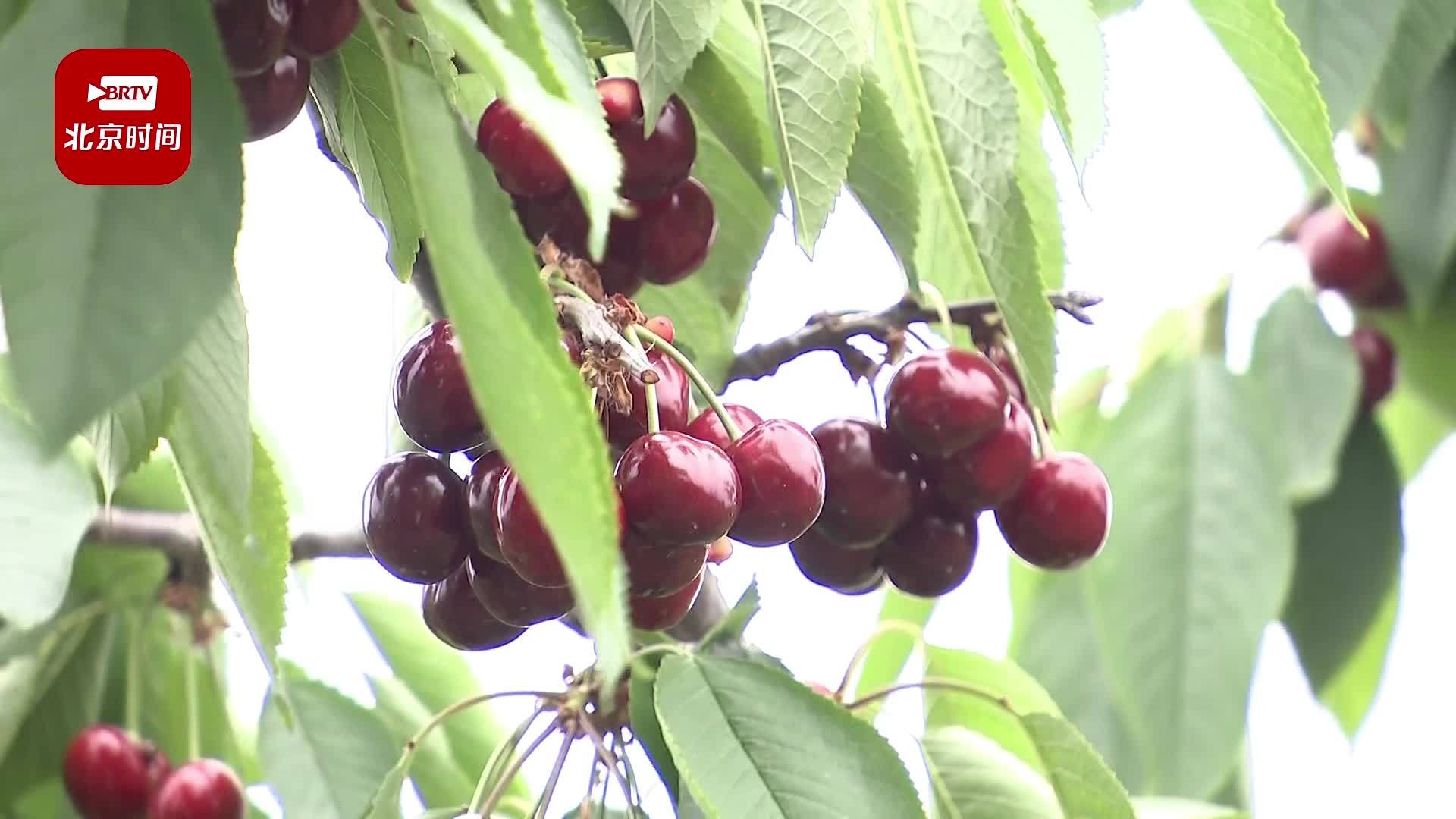 樱桃成熟挂满枝 垂涎欲滴引客来~