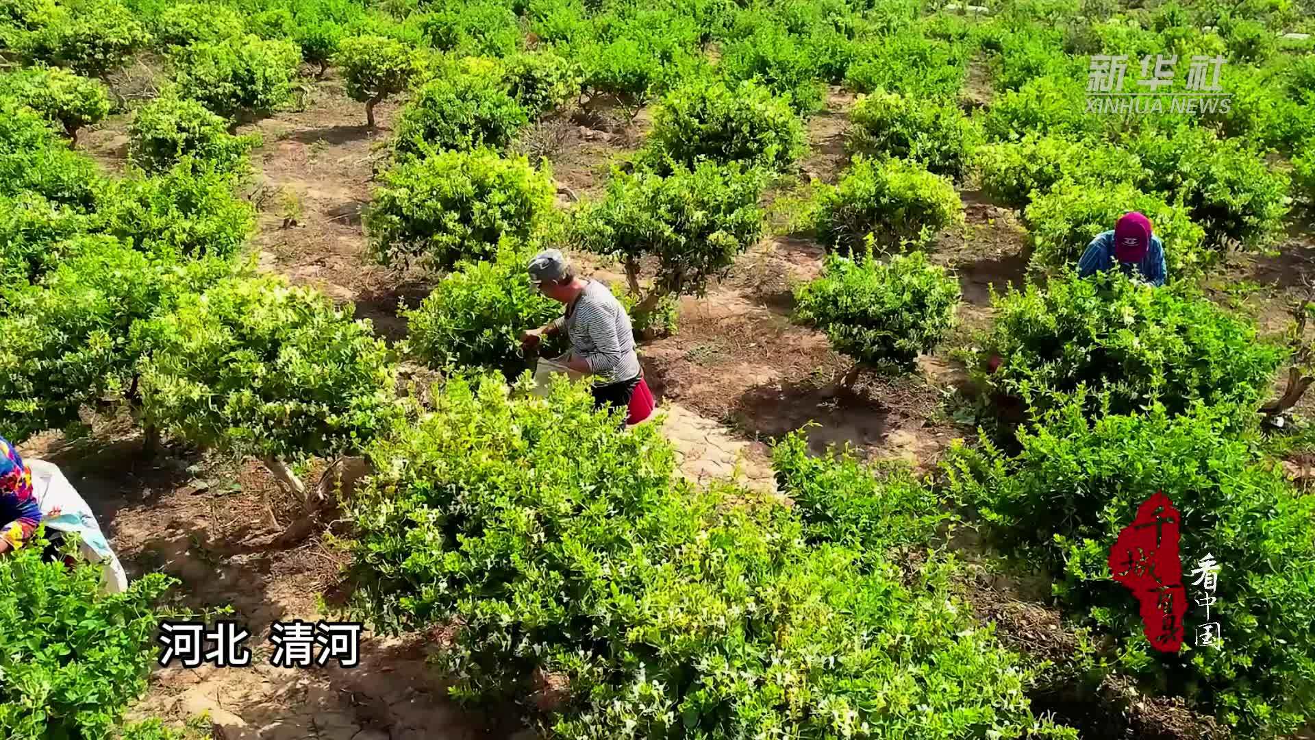 千城百县看中国｜河北清河：金银花里有“金银”