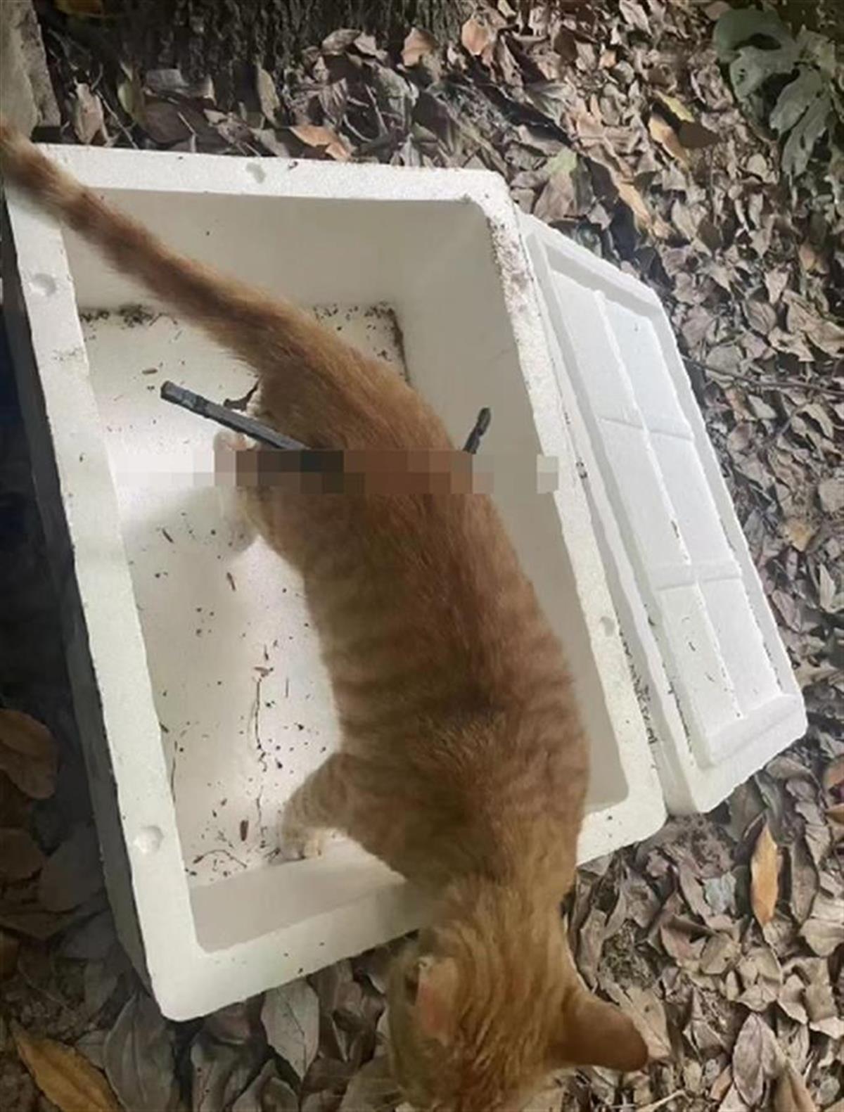 成都一个小区有小猫被弩箭射伤?派出所:正调查