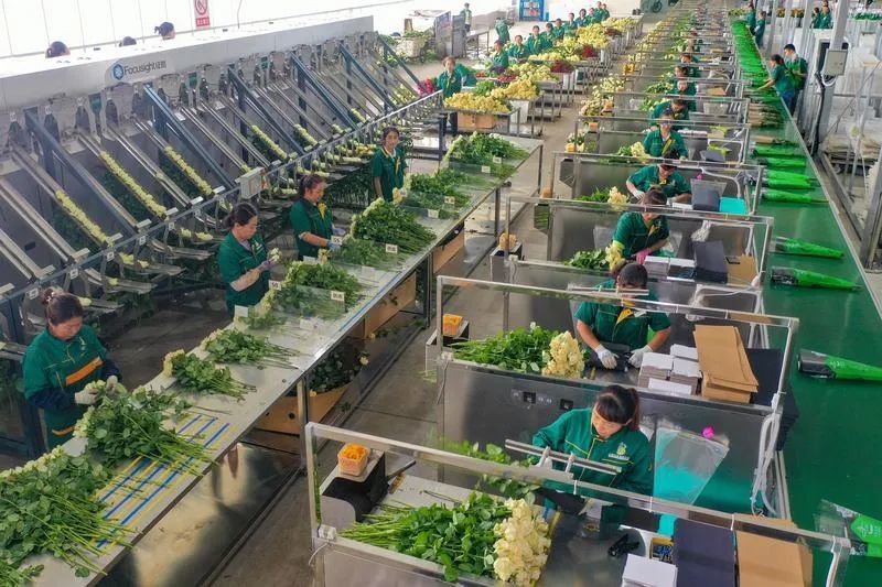 ▲产业工人正在兰州新区花卉产业基地进行分拣包装