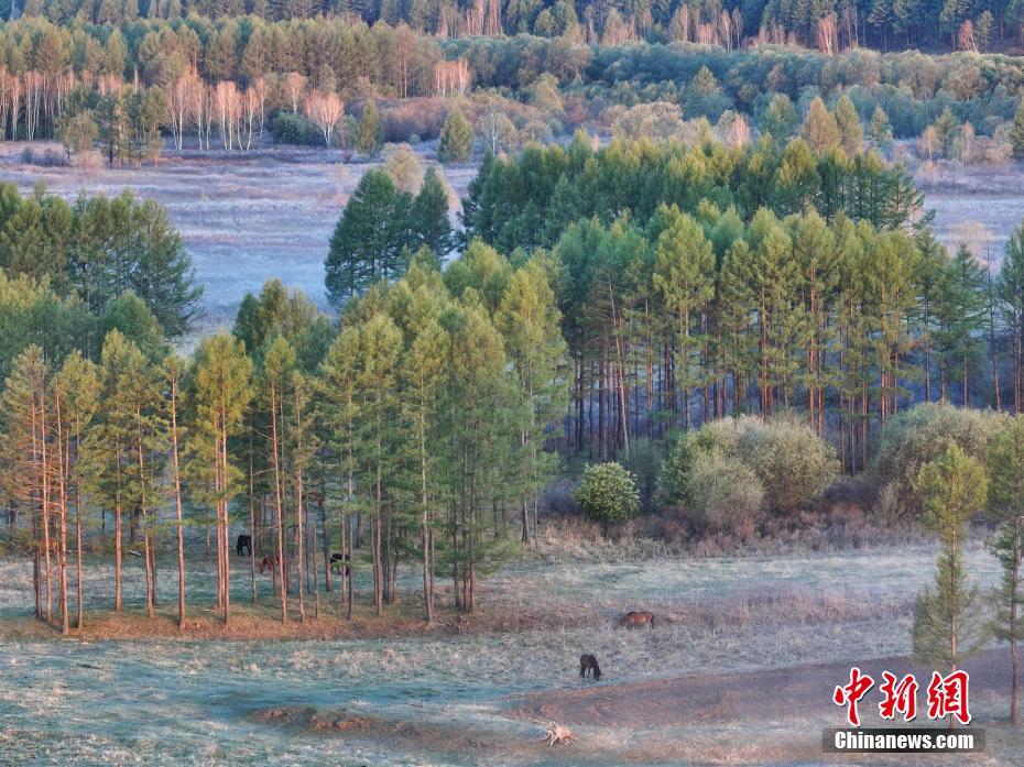 雾起大兴安岭 “中国冷极”秒变仙境