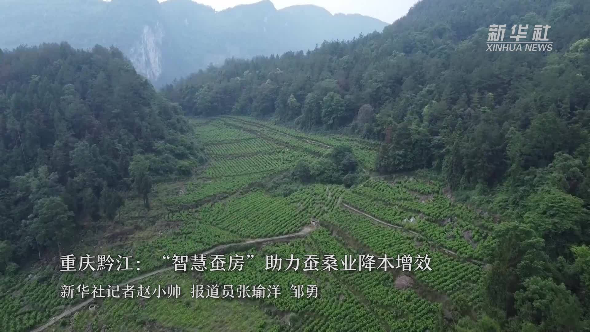 重庆黔江：“智慧蚕房”助力蚕桑业降本增效