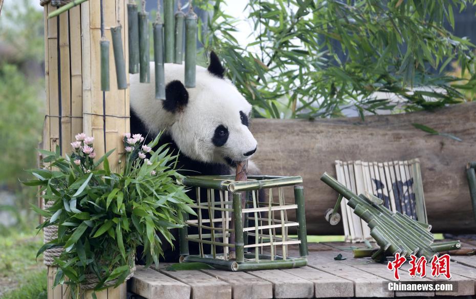 大熊猫“雅吉”在吃竹子