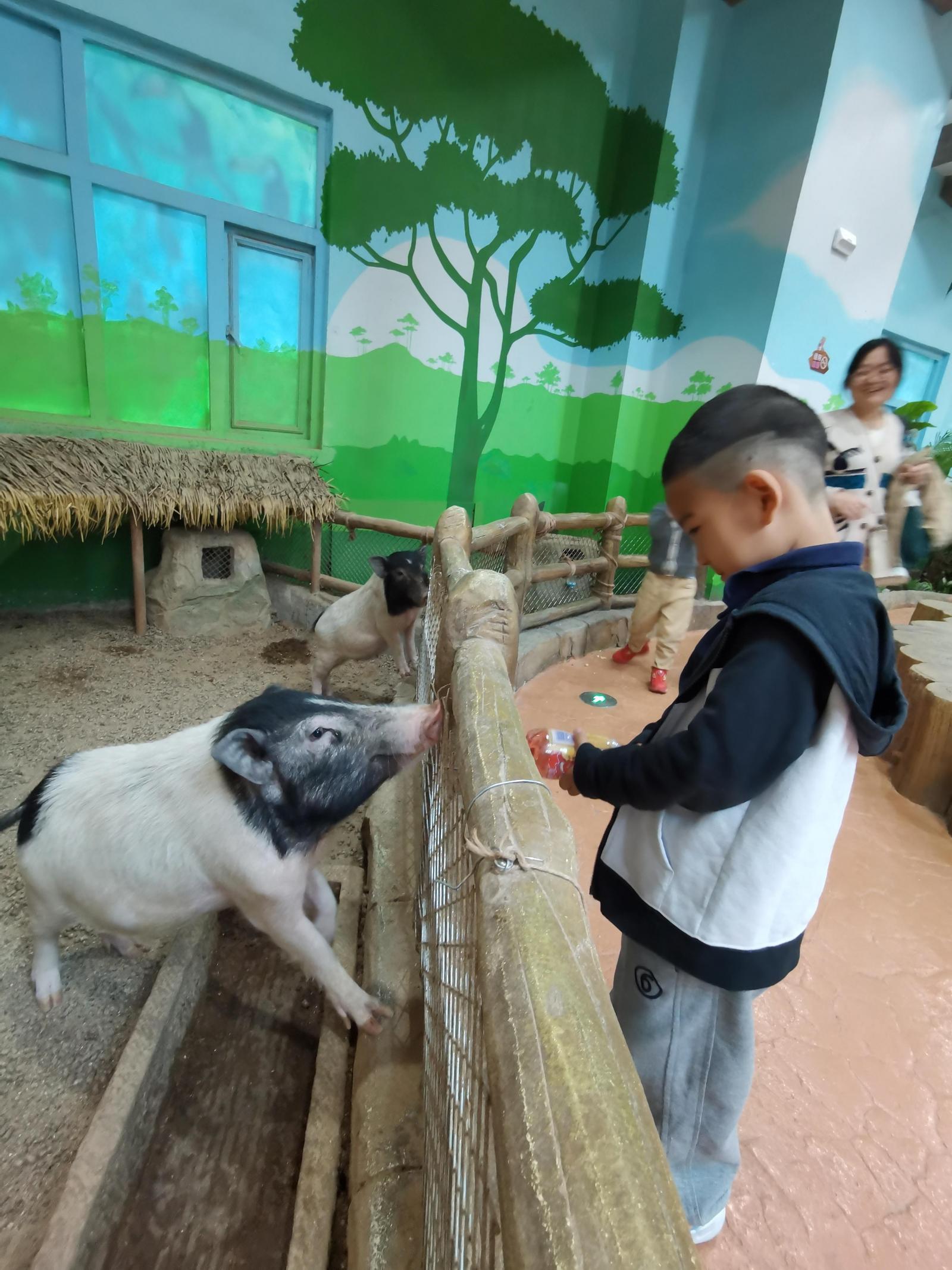 小朋友在西旅&middot;乐可龙神奇动物城与小动物亲密接触
