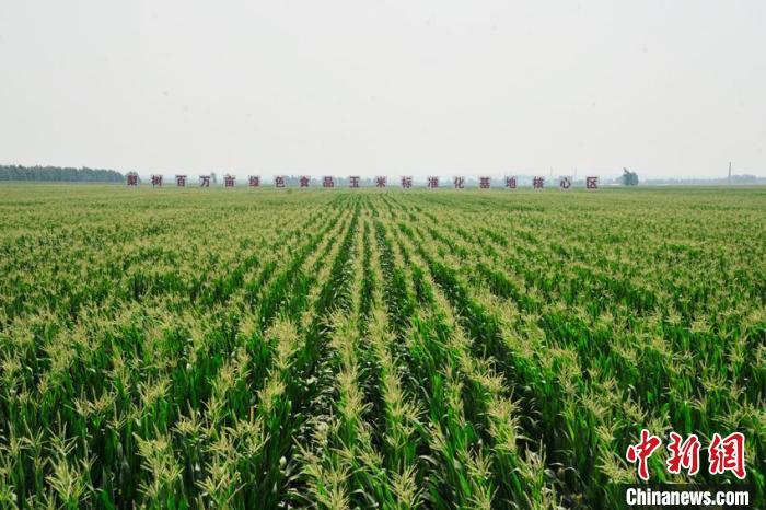 位于吉林省四平市的梨树县国家百万亩绿色食品原料(玉米)标准化生产基地核心区。(资料图) 高龙安 摄
