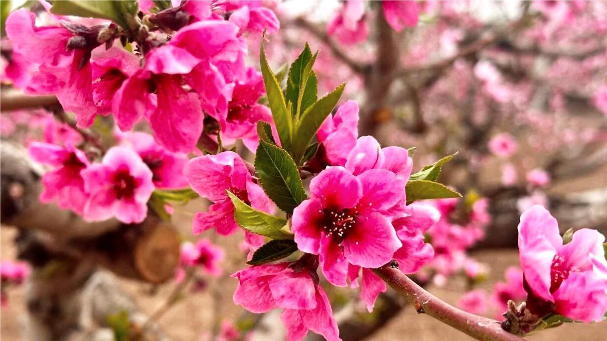 靖远县刘川镇千亩桃园盛开