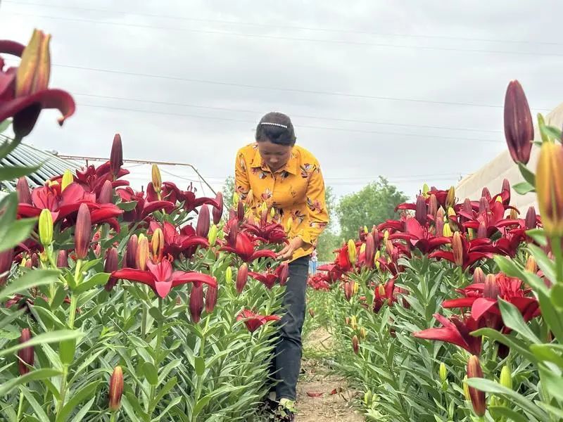 ▲秦川园区现代农业产业园百合花种植基地