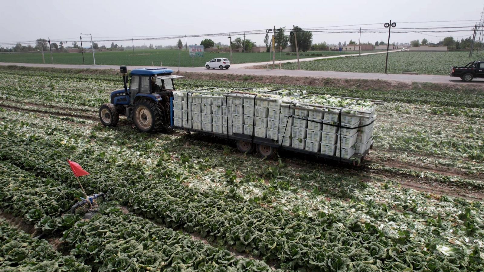 首批高原夏菜进入采收期　永昌富“蔬”之路这样走