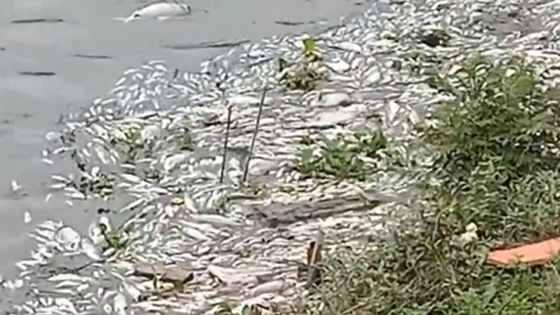 洣水河湖南衡东段出现大量死鱼，上下游两地环保部门联合调查