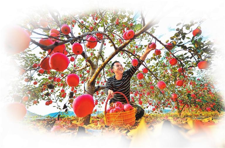 静宁苹果