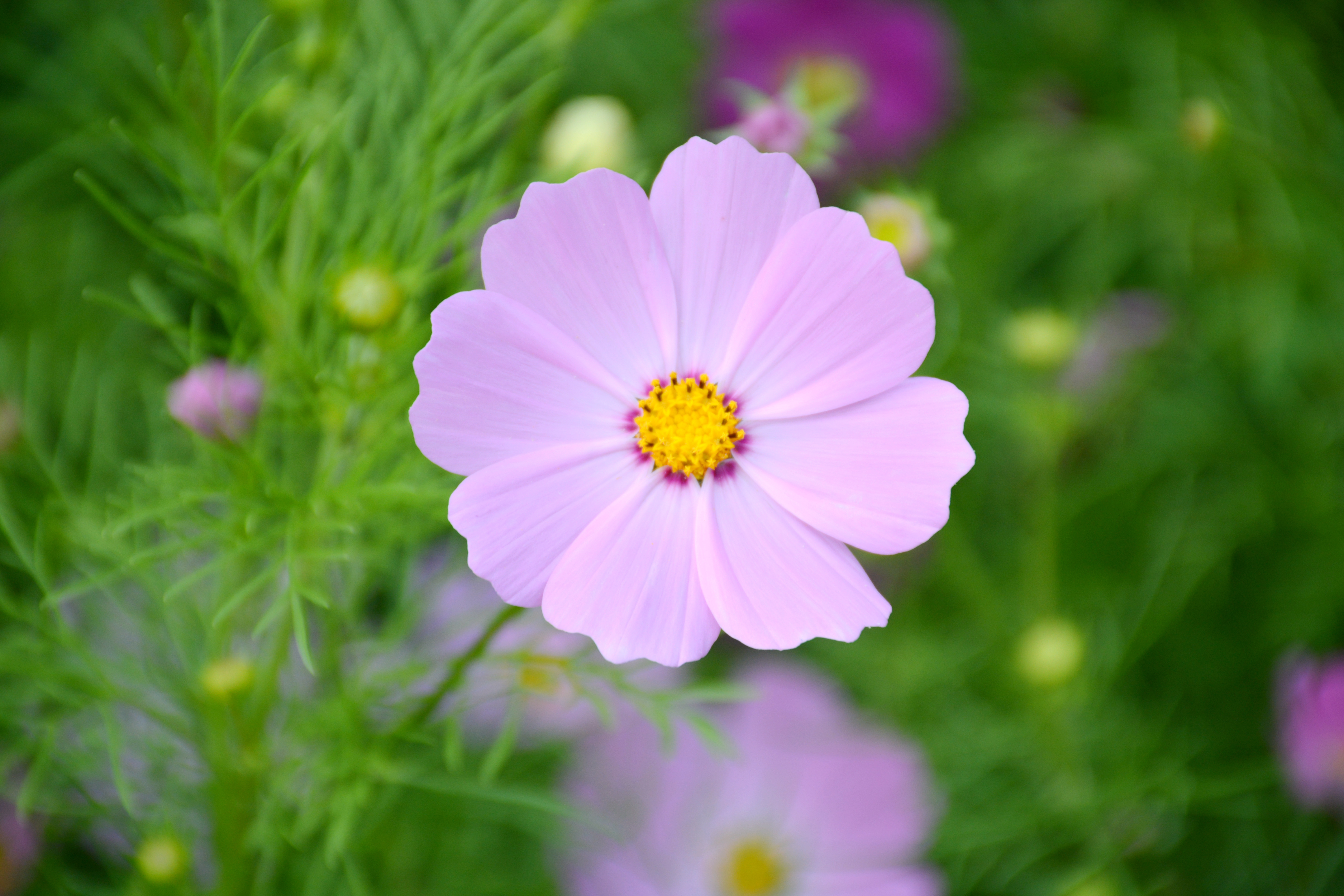 "千娇百媚"迎初夏,新三江口公园波斯菊盛装登场