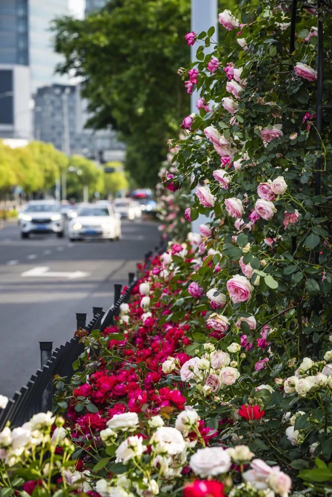 江北“鲜花大道”惊艳上线