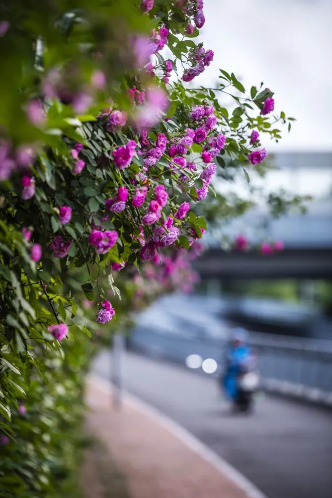 江北“鲜花大道”惊艳上线