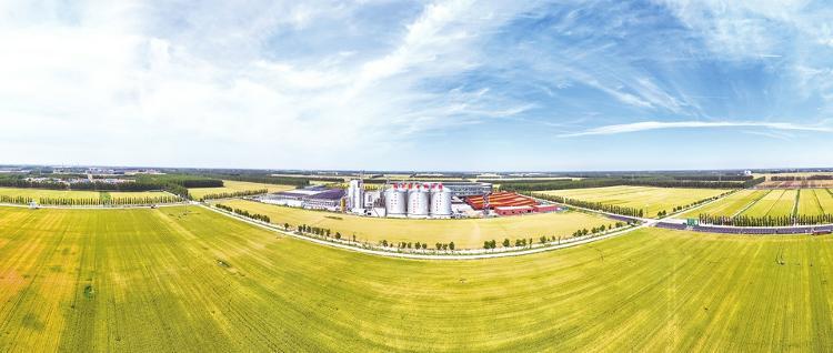 齐河县焦庙镇“吨半粮”示范区麦浪滚滚。刘磊 冯路摄