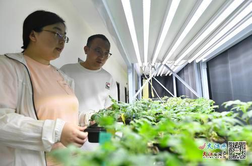 一代代植物学人扎根庐山植物园 让濒危植物生生不息