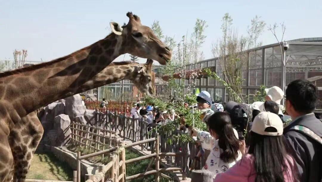游客在兰州野生动物园与长颈鹿互动