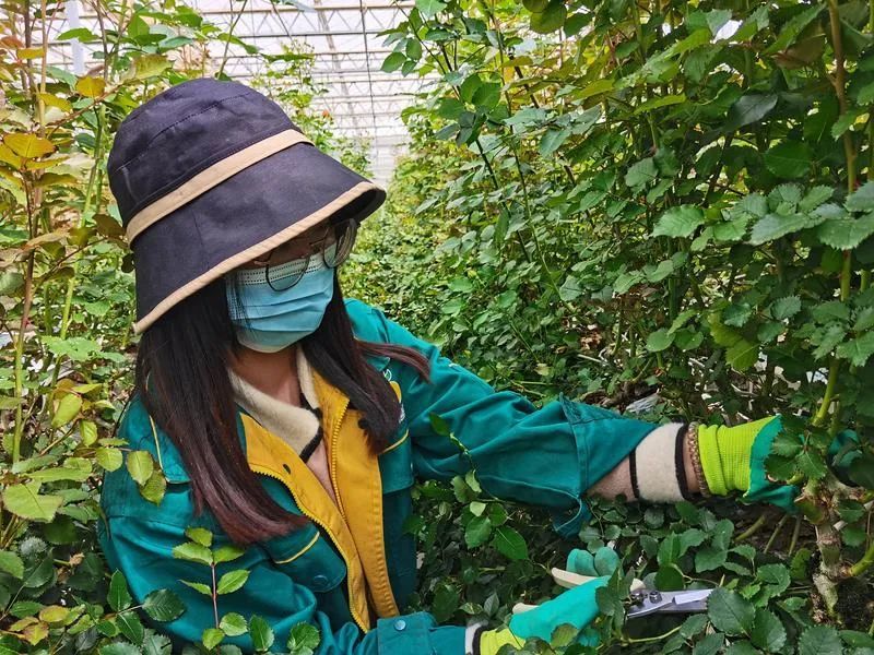 ▲兰州新区花卉产业基地智能温室产业工人正在修剪玫瑰