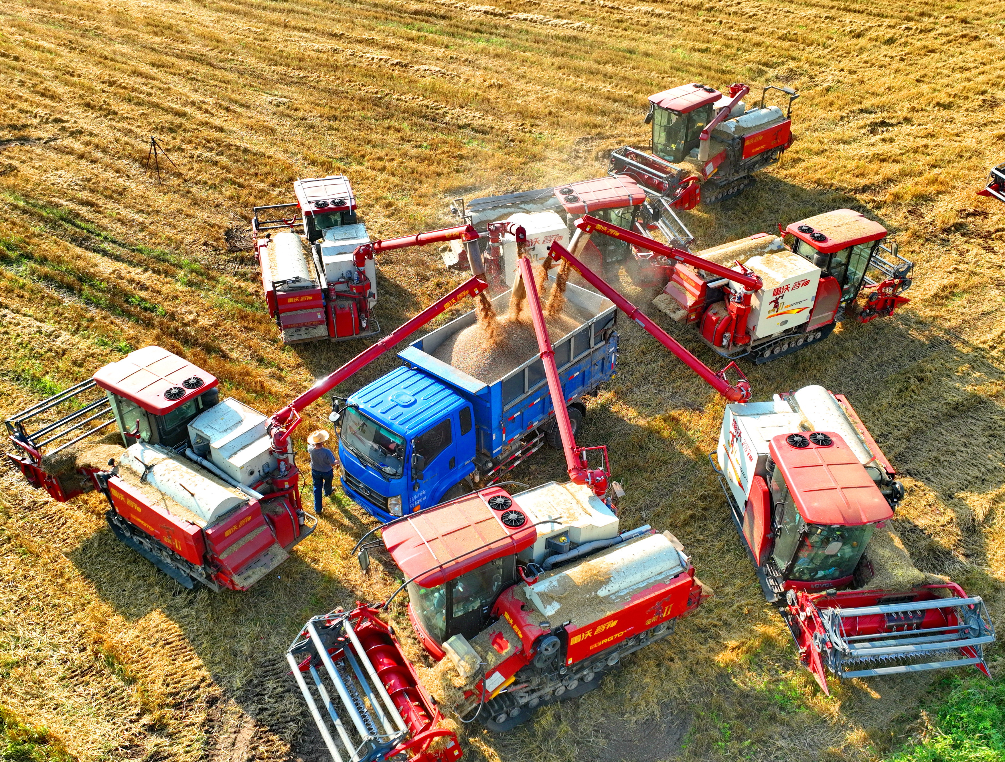 种植大户利用晴好天气有利时机,调配农机手开着收割机在收割小麦