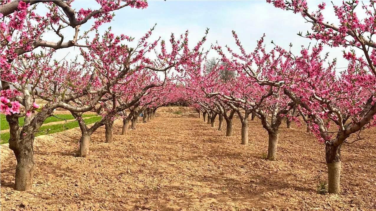 靖远县刘川镇千亩桃园盛开
