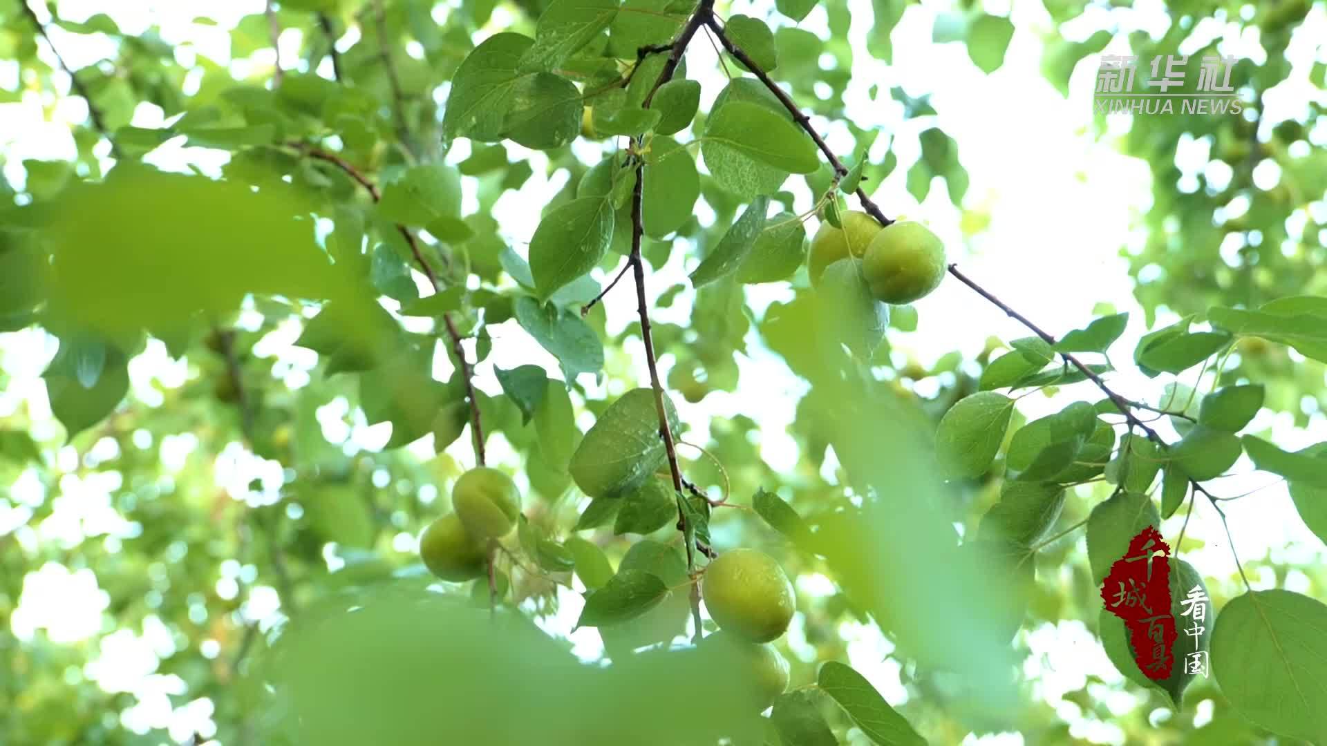 千城百县看中国丨山东阳谷：有“杏”遇到你 摇曳挂枝头