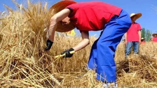官方辟谣“环境监测站不允许用收割机收小麦”：系旧闻新发且张冠李戴