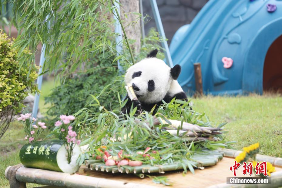 大熊猫“雅吉”迎来10周岁生日