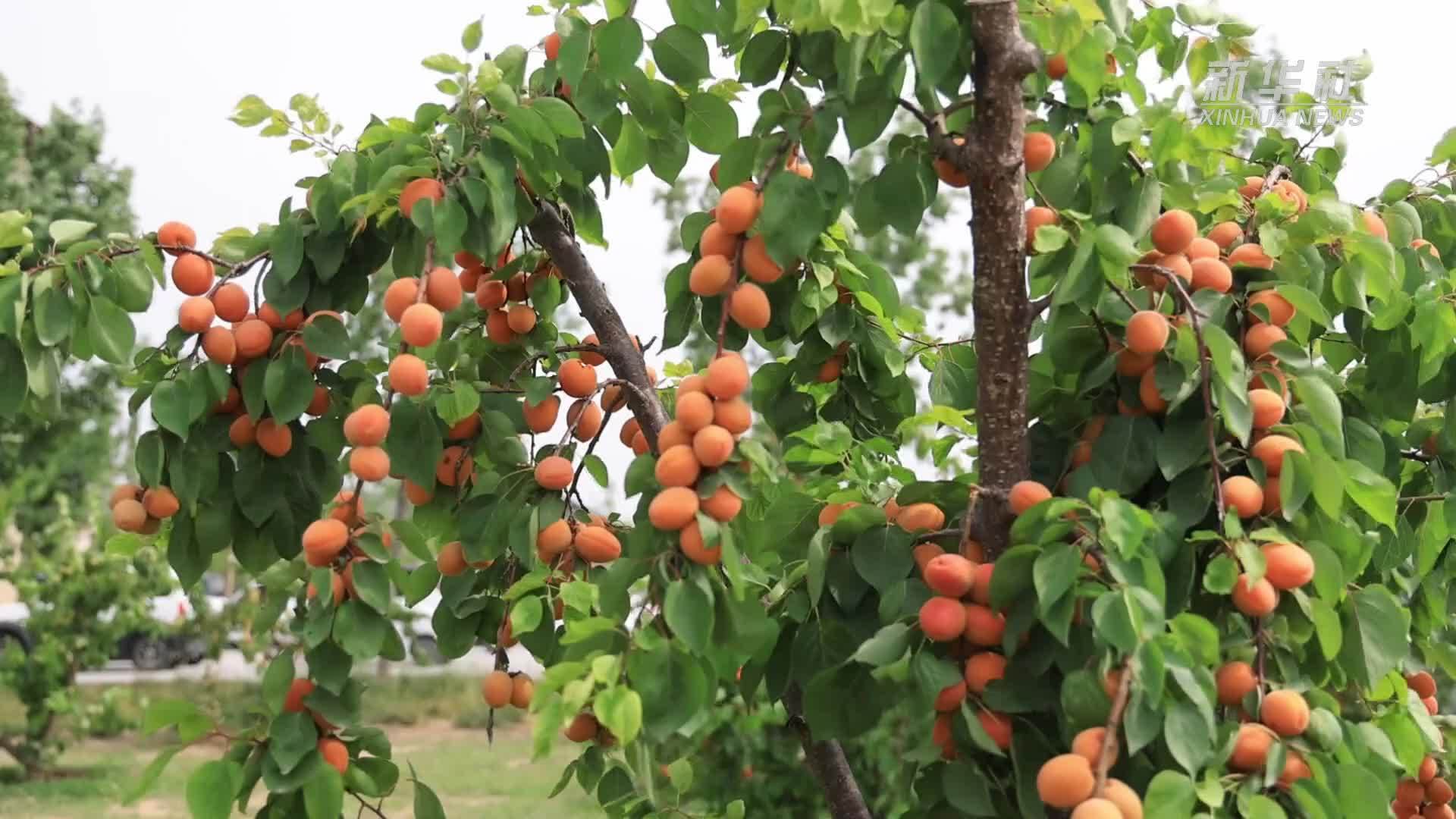 河南内黄：缓解压力 迎战高考