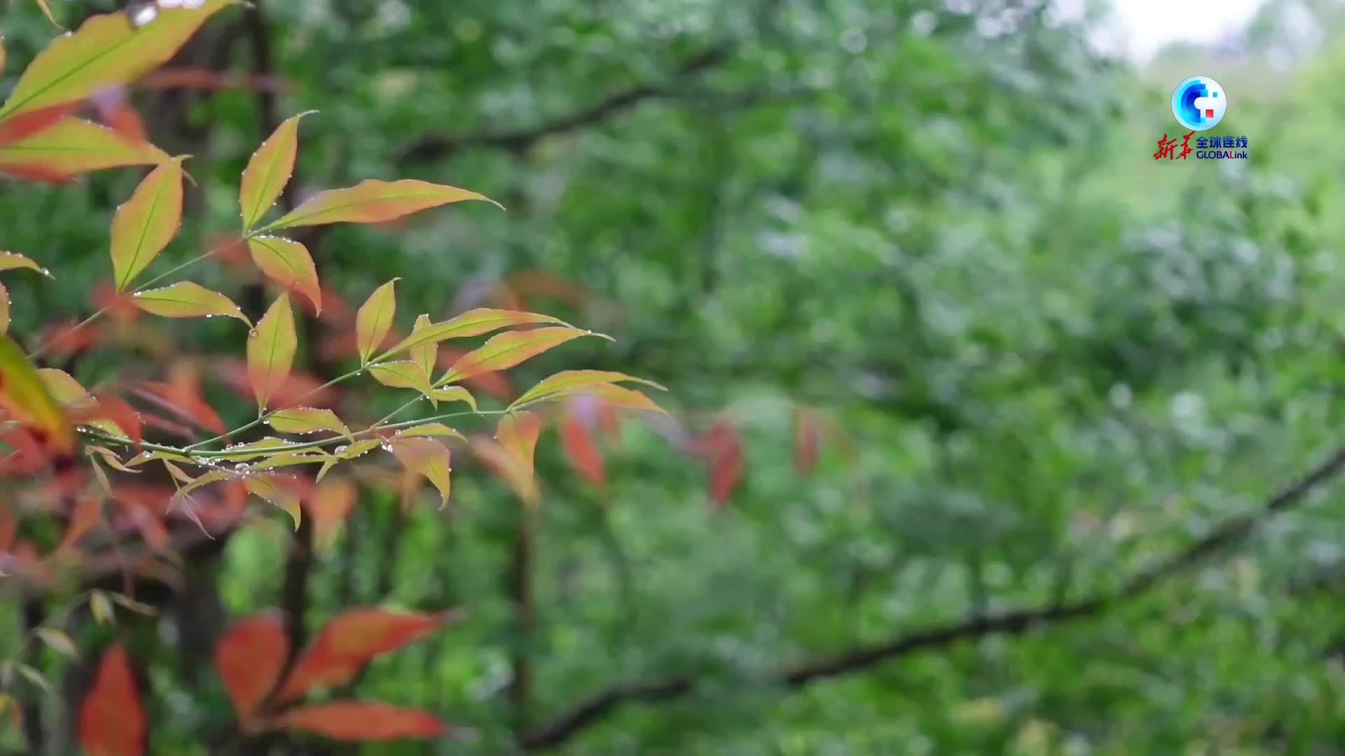 全球连线丨荷兰老人在中国乐享乡居生活