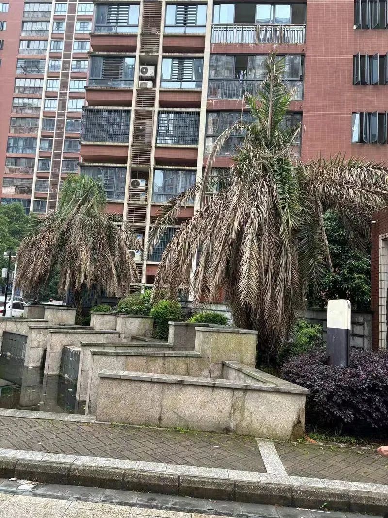 抚州荟萃中央小区树木长期未修剪 市住建局回应