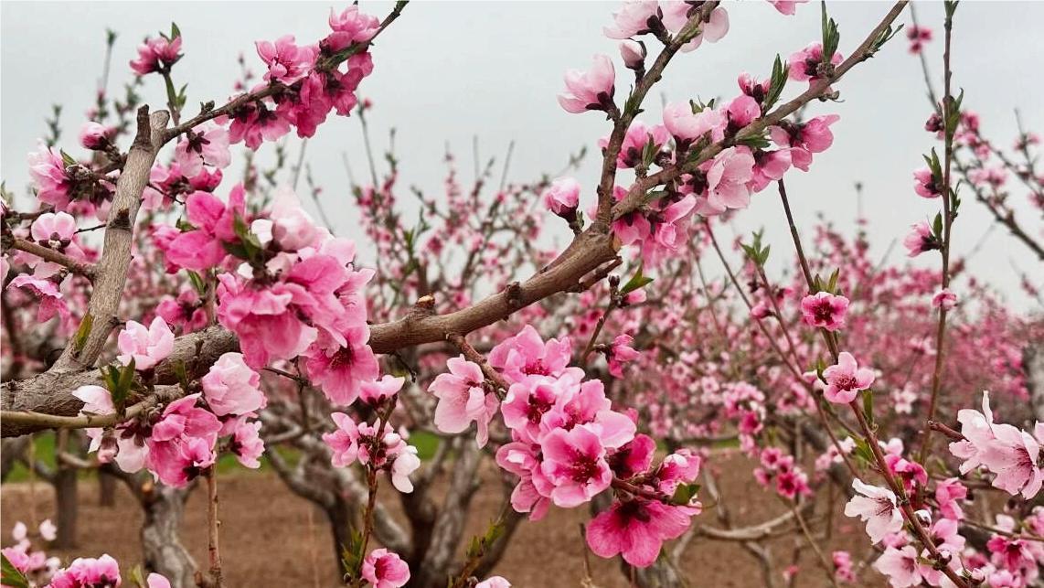 靖远县刘川镇千亩桃园盛开